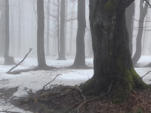 Лемківски ліси — coroczne starania o zwrot mienia